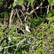 Tropical Mockingbird, Sabina Wood, Port Arthur, Texas